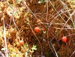 Minuscules champignons rouges dans la tourbière