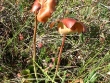 Sarracenia purpurea