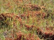 Eriophorum sp