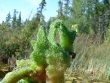 Éponge dulcicole 