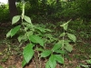 asclepias-exaltata