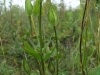gentianopsis-crinita-1
