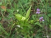 gentianopsis-crinita