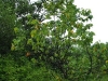 ulmus-thomasii-1