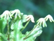 Marchantia polymorpha