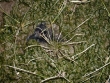 isoetes-tuckermanii