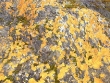xanthoria-elagans