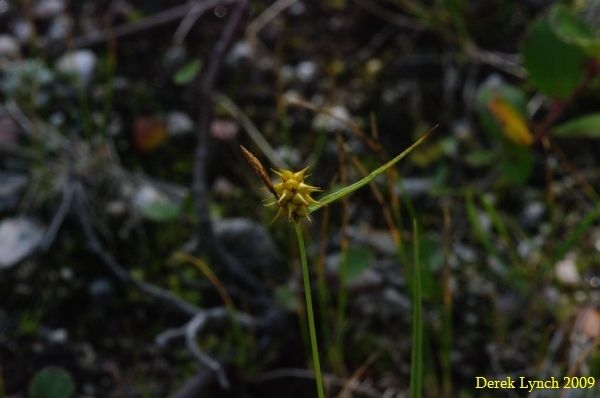 carex-cryptolepis