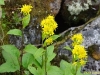 solidago-macrophylla