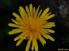 taraxacum-lapponicum3