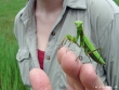 mantis-religiosa-carole-beauchenes.jpg
