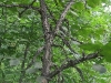 ulmus-thomasii