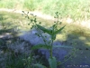 viola-anagallis-aquatica